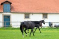 Black horses on a green lawn, on background of stables building, at Schloss Fasanerie, near Fulda, Germany