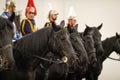Black horses of the mounted Romanian Jandarmi horse riders from the Romanian Gendarmerie