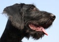 Black hound Royalty Free Stock Photo