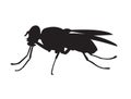 Black house-fly