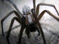 Black house spider Royalty Free Stock Photo