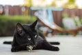 A black housecat eating a native Western Fence Lizard in California Royalty Free Stock Photo