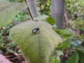 Black Housefly insect in green leaves plant