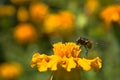 A black housefly on a yellow flower trying to collect pollen