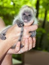 Black howler baby Royalty Free Stock Photo