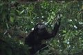 Black howler, a mammal on a tree in the jungle. Panama. Central America