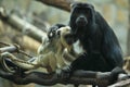 Black howler monkey