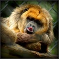 Black Howler Monkey - Alouatta caraya Royalty Free Stock Photo