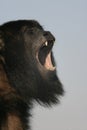 Black-howler monkey, Alouatta caraya Royalty Free Stock Photo