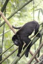 Black Howler Monkey - Alouatta Palliata