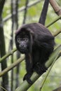 Black Howler Monkey - Alouatta Palliata