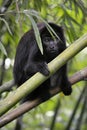 Black Howler Monkey - Alouatta Palliata