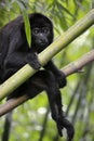 Black Howler Monkey - Alouatta Palliata