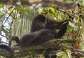 Black Howler Monkey Alouatta pigra Royalty Free Stock Photo