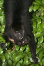 Black-howler monkey, Alouatta pigra Royalty Free Stock Photo