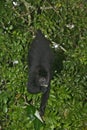 Black-howler monkey, Alouatta pigra