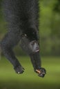 Black-howler monkey, Alouatta pigra Royalty Free Stock Photo