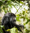 Black Howler Monkey