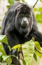 Black Howler Monkey