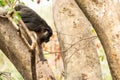 Black howler monkey climbing down tree Royalty Free Stock Photo