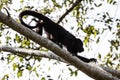 Black Howler Monkey Climbing in Forest Canopy Royalty Free Stock Photo