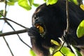 Black Howler Monkey eating a Cashew Fruit Royalty Free Stock Photo