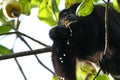 Black Howler Monkey eating a Cashew Fruit Royalty Free Stock Photo