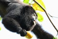 Black Howler Monkey eating a Cashew Fruit Royalty Free Stock Photo