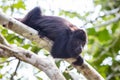 Black Howler Monkey in Forest Canopy Royalty Free Stock Photo