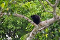 Large black Howler monkey in his rain forest habitat. Royalty Free Stock Photo