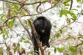 Black howler monkey high in tree Royalty Free Stock Photo