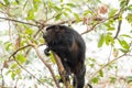Black howler monkey high in tree Royalty Free Stock Photo