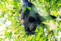 Black howler monkey in the jumgle forest Royalty Free Stock Photo