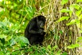 Black howler monkey in the jumgle forest Royalty Free Stock Photo