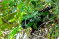 Black howler monkey in the jumgle forest Royalty Free Stock Photo