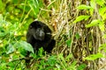 Black howler monkey in the jumgle forest Royalty Free Stock Photo