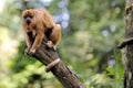 Black Howler Monkey Royalty Free Stock Photo