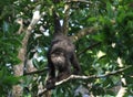 Black howler monkey not thirsty anymore Royalty Free Stock Photo