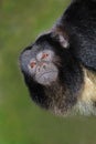 Black howler monkey portrait