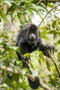 Black Howler Monkey