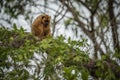Black howler monkey sitting on tree branch Royalty Free Stock Photo