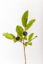 Black Huckleberry - Vaccinium membranaceum