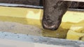 Bull`s face slurping water from drinking bowl at ranch