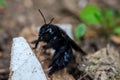 Black Huge violet carpenter bee