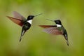 Black hummingbird Collared Inca, Coeligena torquata, dark green black and white hummingbird flying bird fight, Colombia. Wildlife