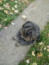 Black hungarian puli dog sitting on the path in the garden between fallen leaves Royalty Free Stock Photo