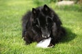 Black hungry dog eating fresh fish head