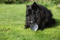 Black hungry dog eating fresh fish head