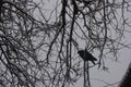 Black hungry dove in the cold winter snow season on the branches of winter trees with snow