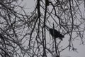 Black hungry dove in the cold winter snow season on the branches of winter trees with snow
